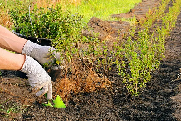 Person pflanzt mit Schaufel